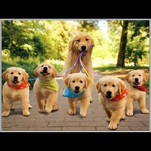 Meet your Posher, Elise